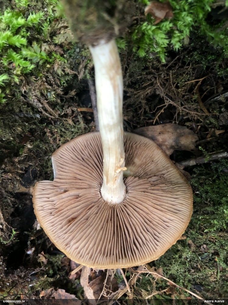 Lapiņsēne (nenoteikta)