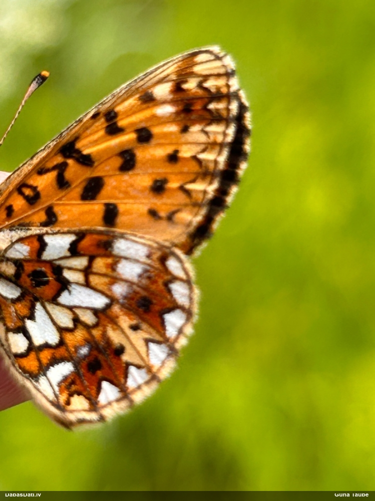Parastais purvraibenis