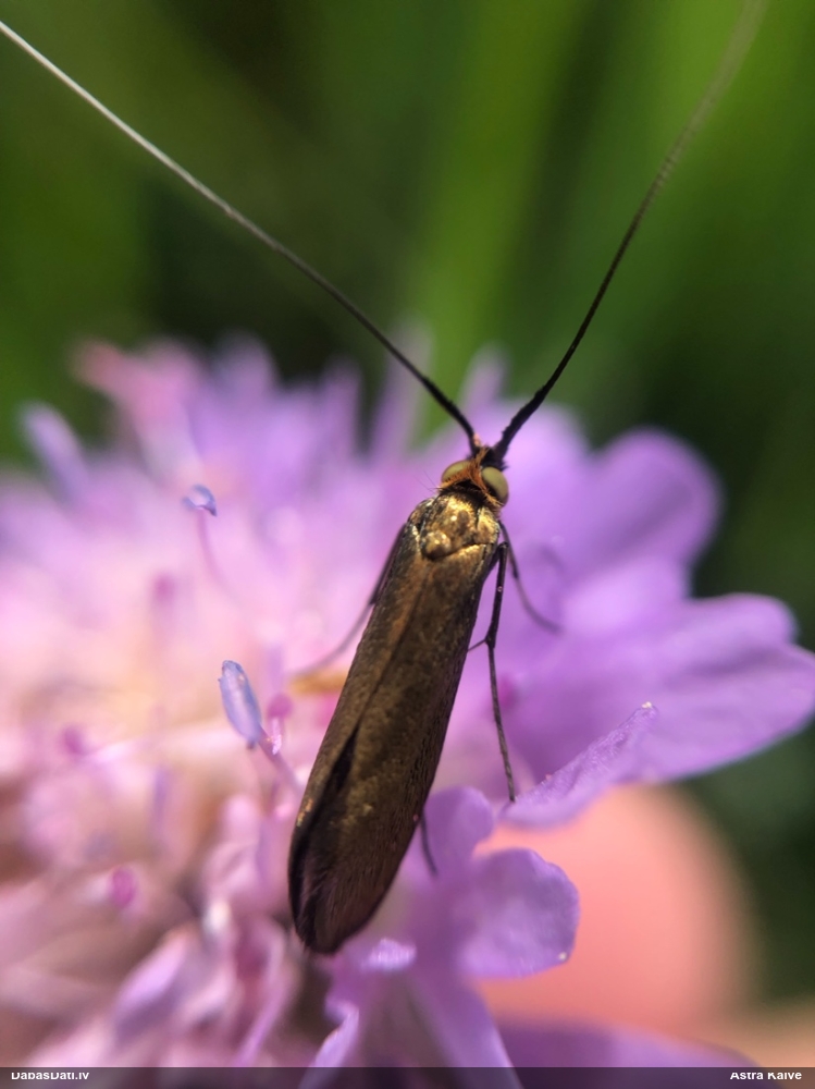 Zaigkode Nemophora metallica