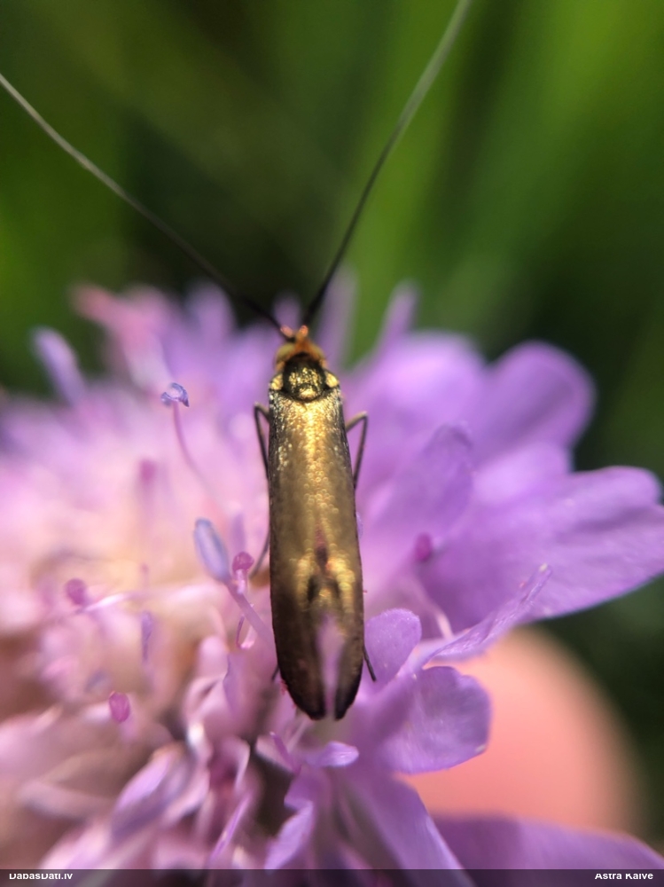 Zaigkode Nemophora metallica
