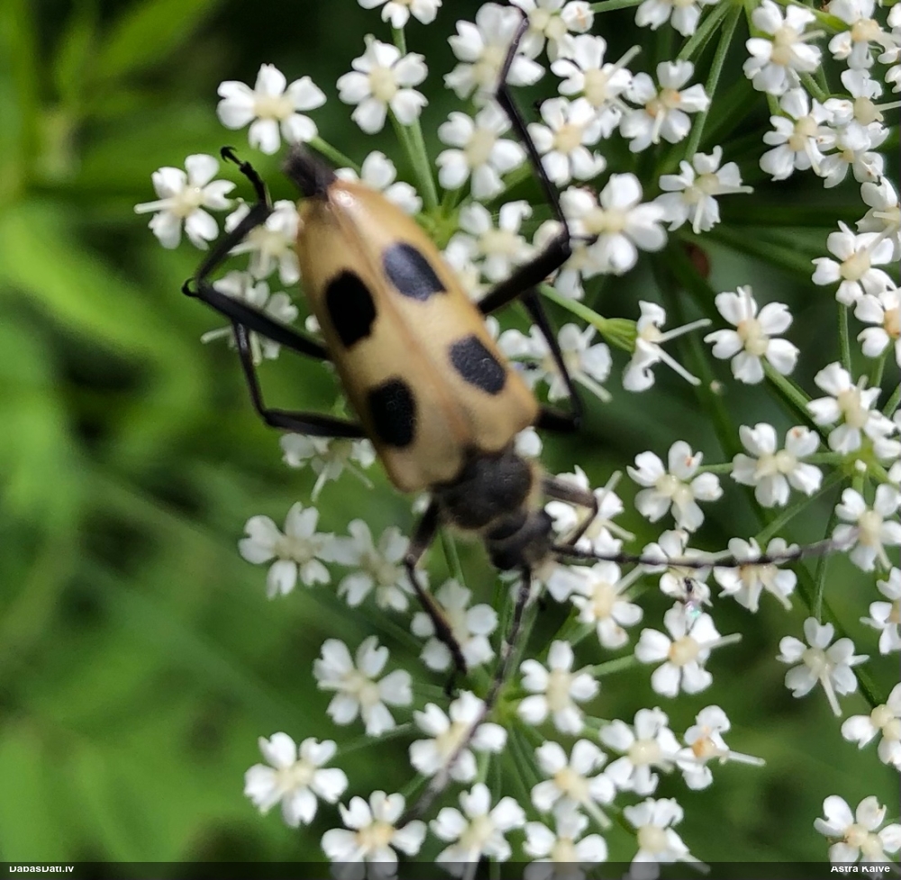 Koksngrauzis Pachyta quadrimaculata