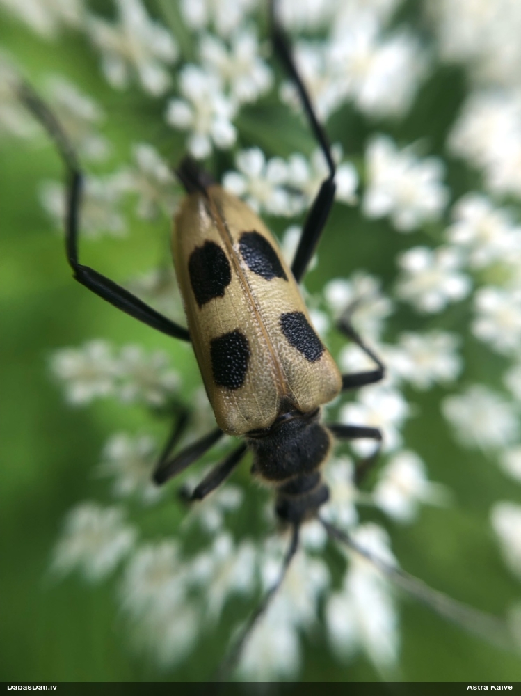 Koksngrauzis Pachyta quadrimaculata