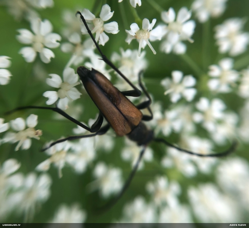 Koksngrauzis Stenurella melanura