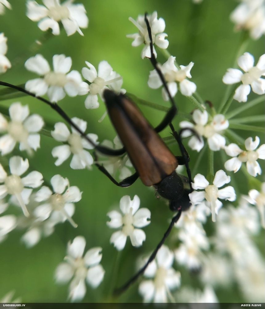 Koksngrauzis Stenurella melanura