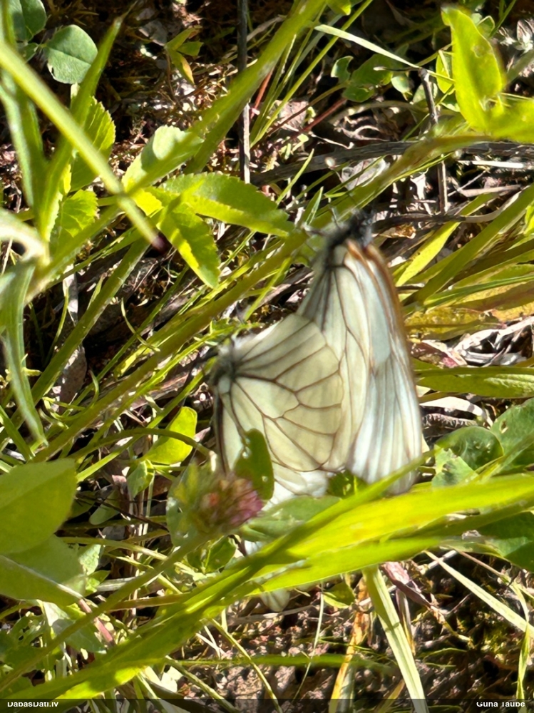 Lapkoku baltenis