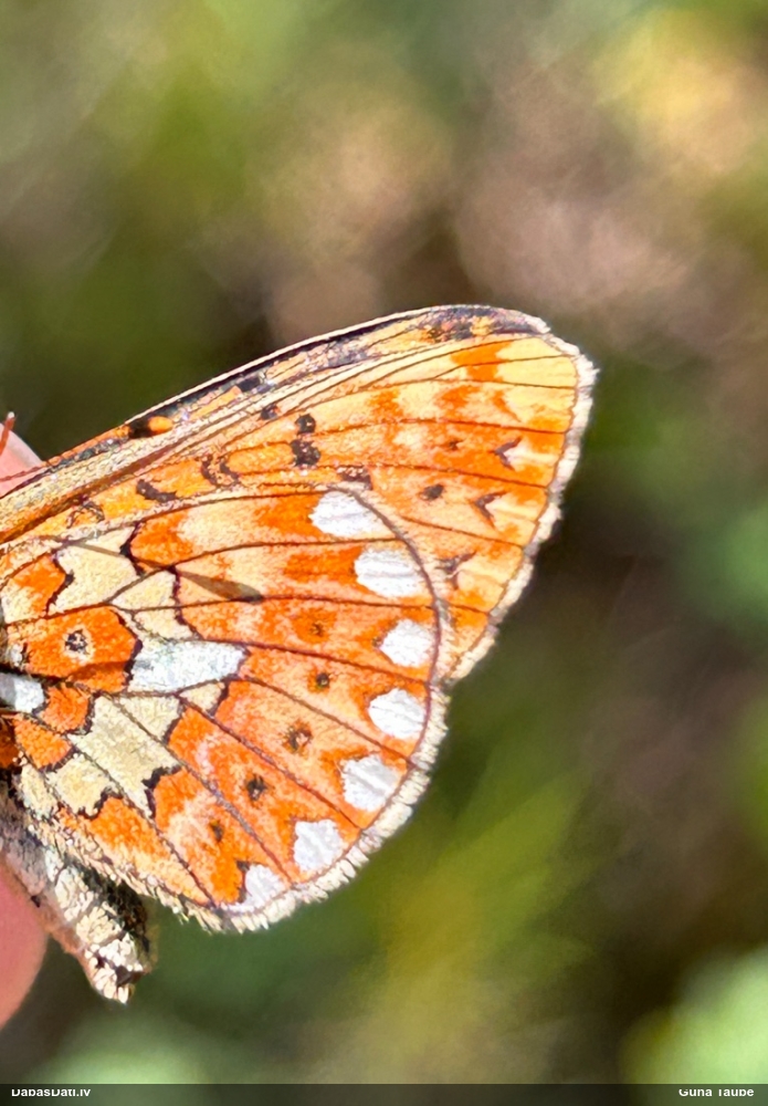 Agrais purvraibenis