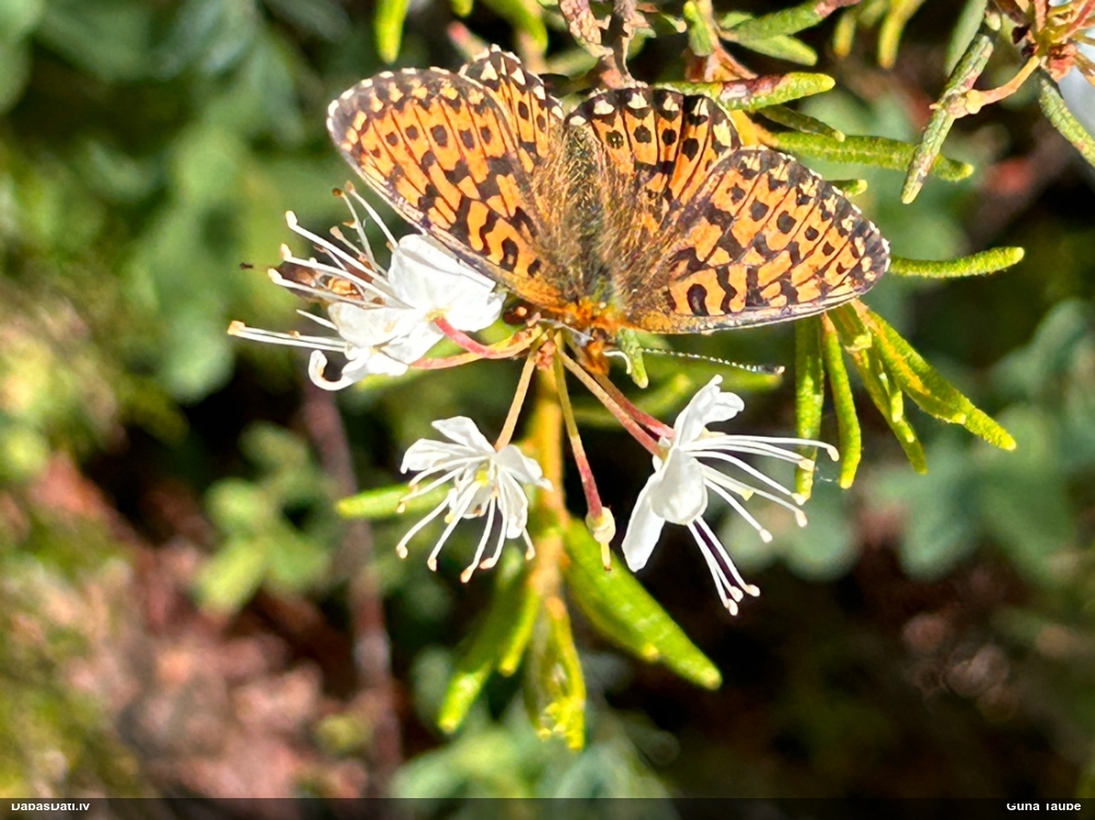 Agrais purvraibenis