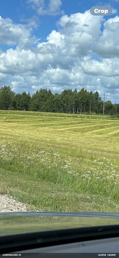 белый аист