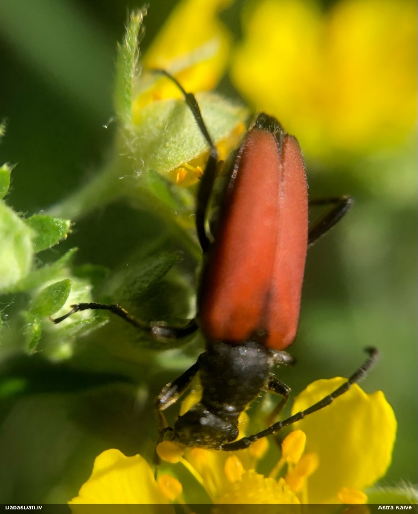 Koksngrauzis Anastrangalia sanguinolenta