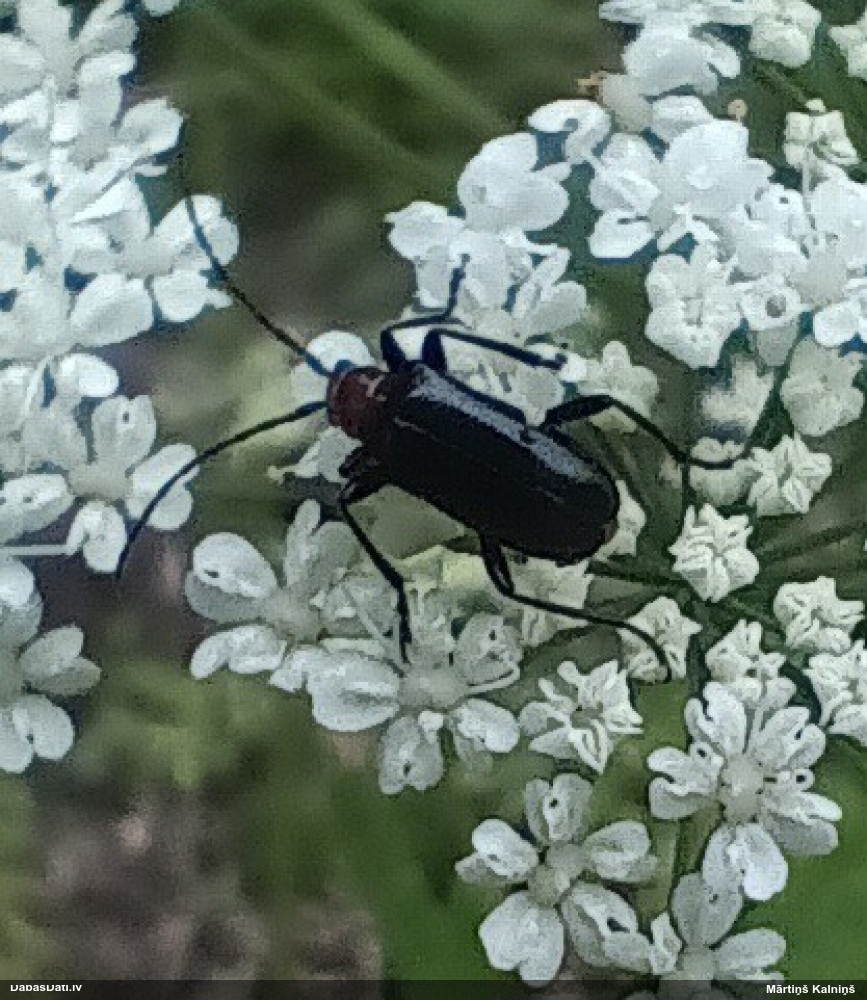 Koksngrauzis Dinoptera collaris