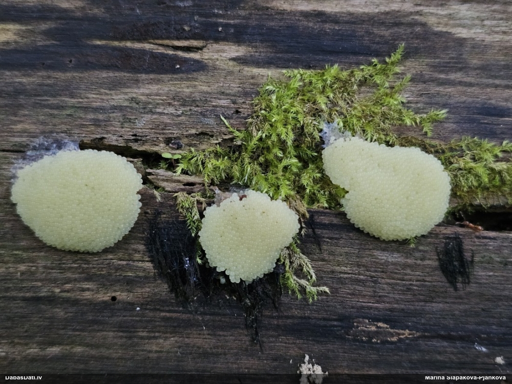 Pušķainā vālenīte (šokolādes gļotsēne)