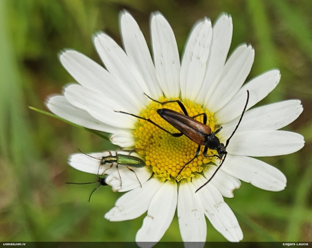 Koksngrauzis Stenurella sp.