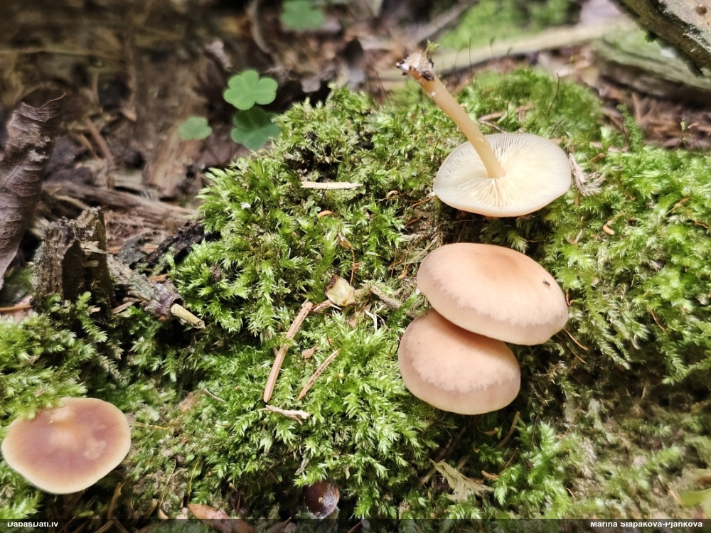 Vērdiņsēne (nenoteikta)