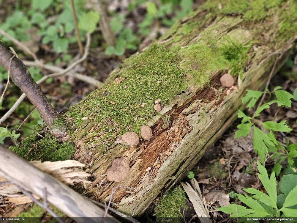Aveņgļotsēne (nenoteikta)