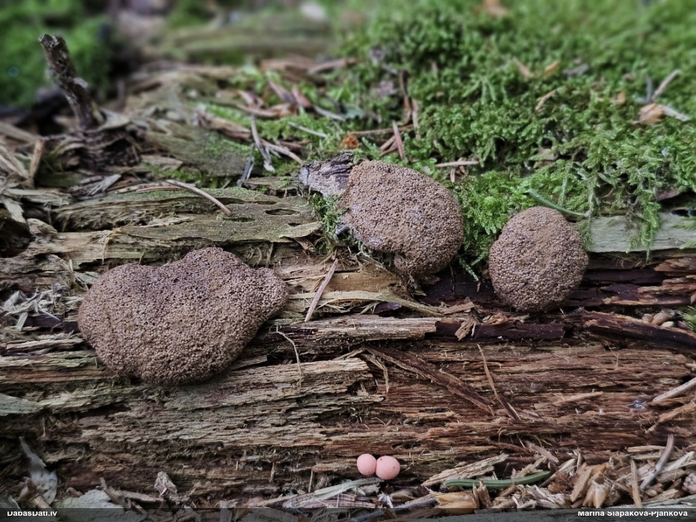 Aveņgļotsēne (nenoteikta)