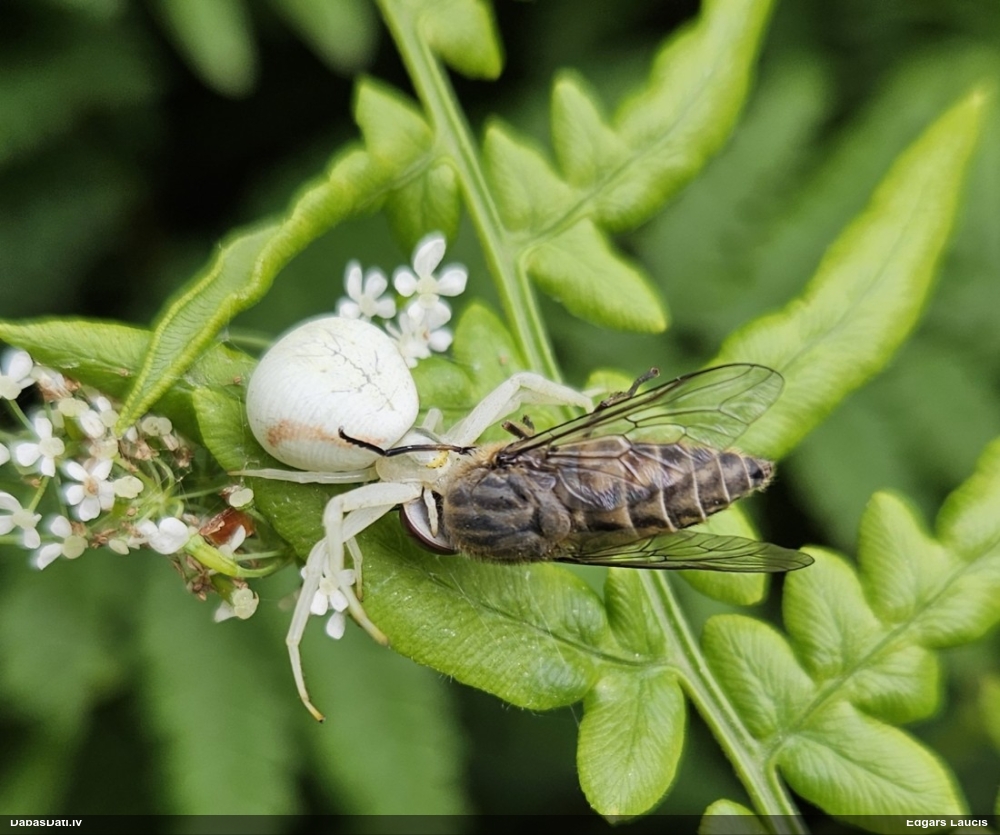 Krabjzirneklis Misumena vatia