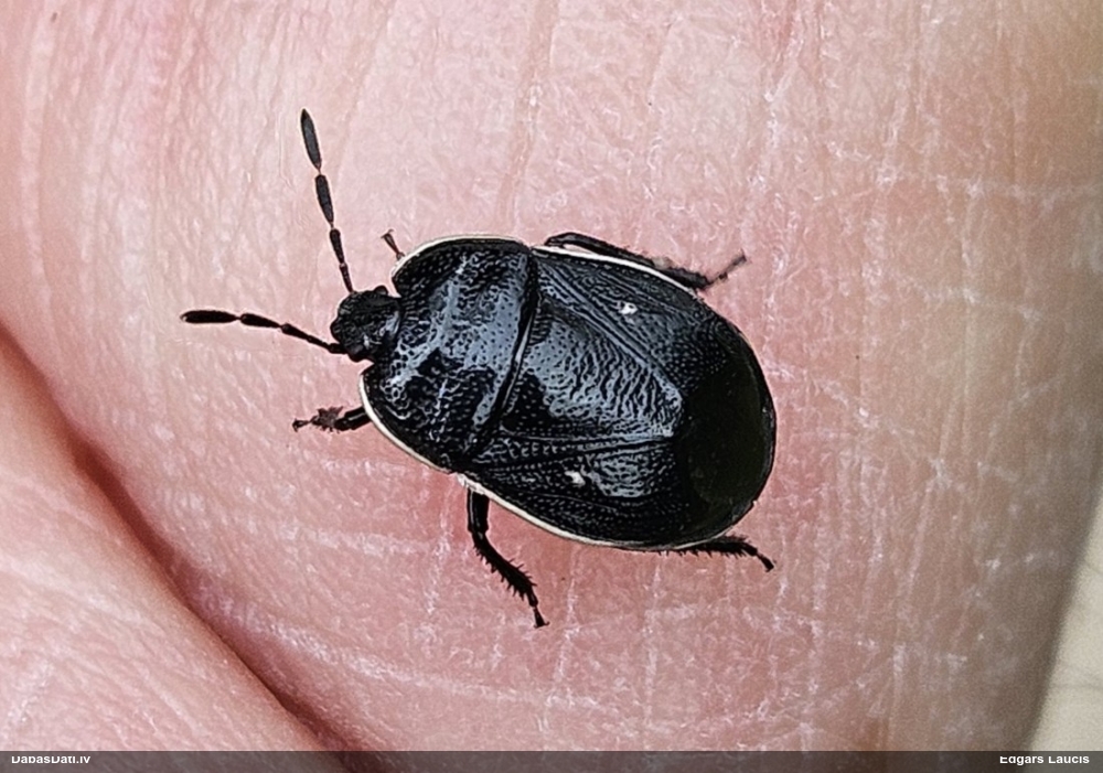 Racējblakts Adomerus biguttatus