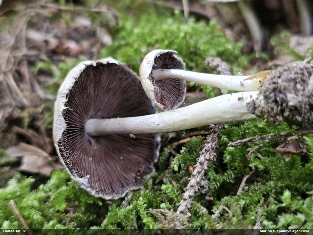 Spīgulīte (nenoteikta)