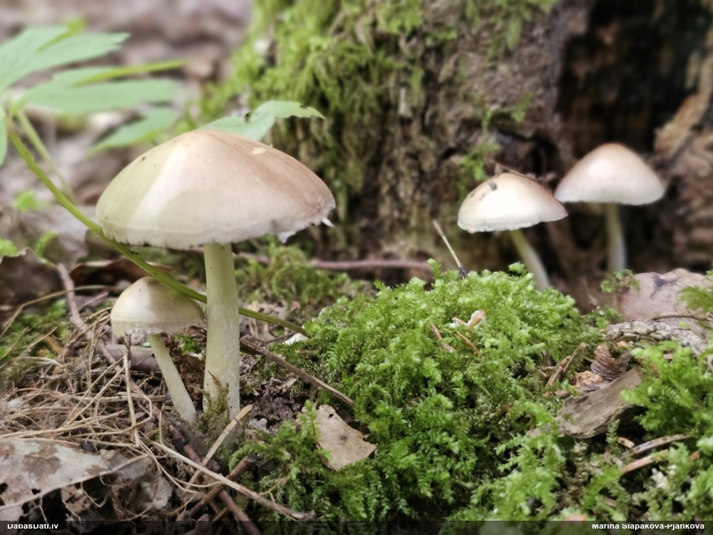 Spīgulīte (nenoteikta)