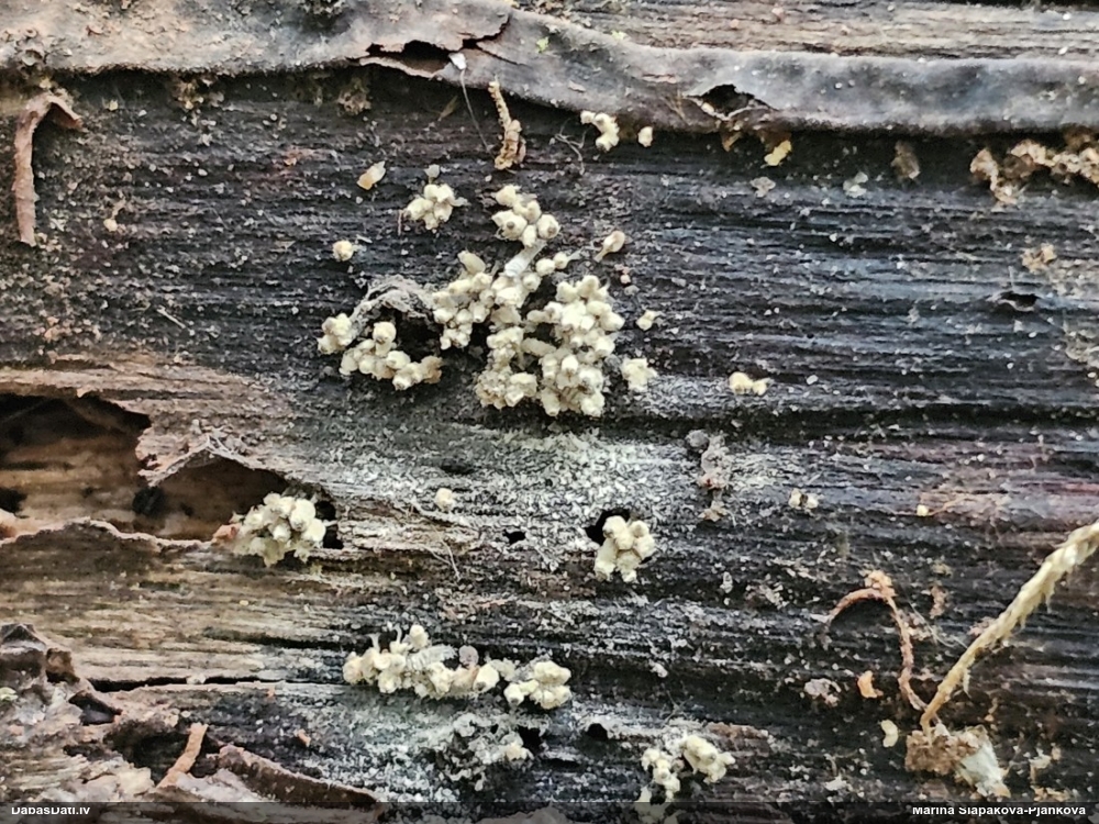 Arcīrija (nenoteikta)