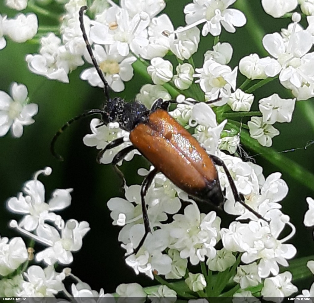 Koksngrauzis Stictoleptura maculicornis