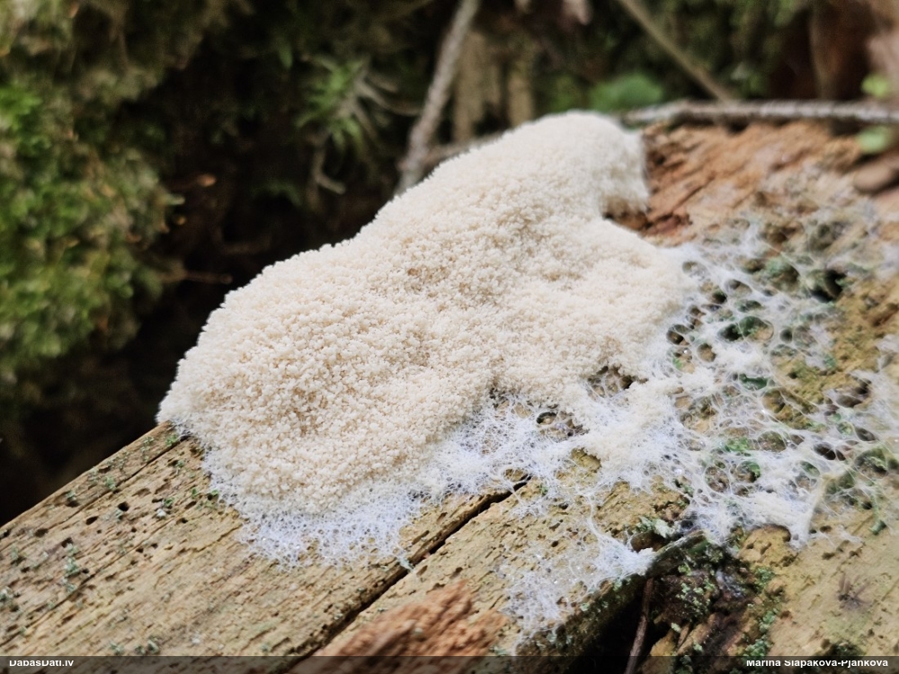 Baltais ragansviests