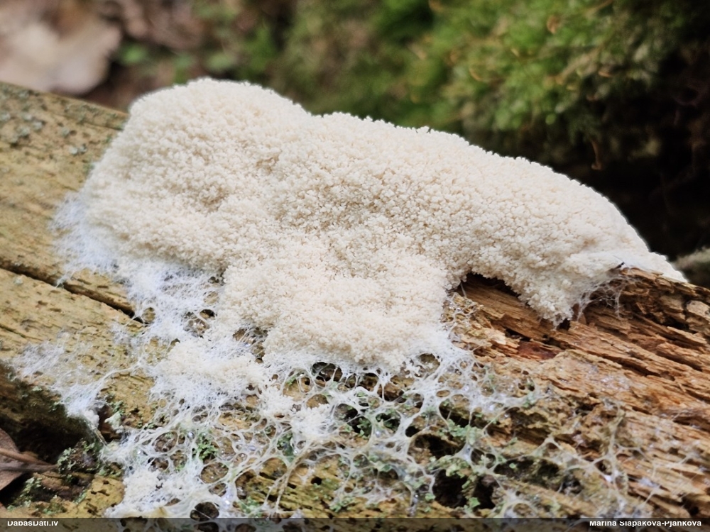 Baltais ragansviests