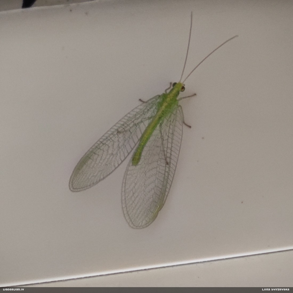 Zeltactiņa (nenoteikta)