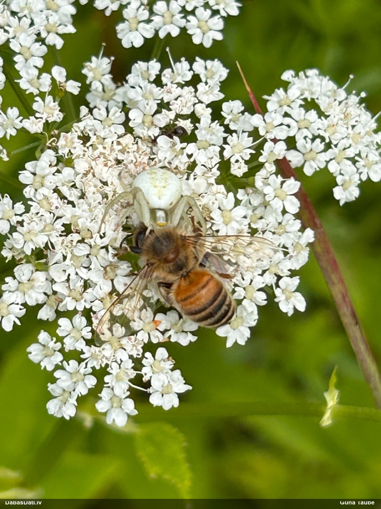 Krabjzirneklis Misumena vatia