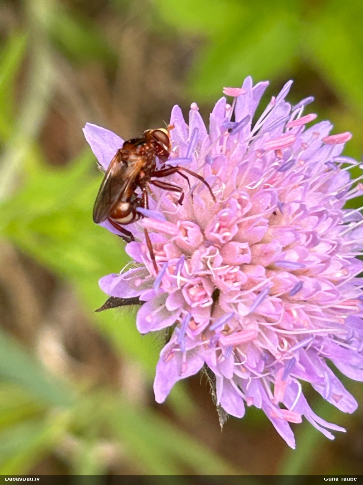 Lielgalvmuša Sicus ferrugineus