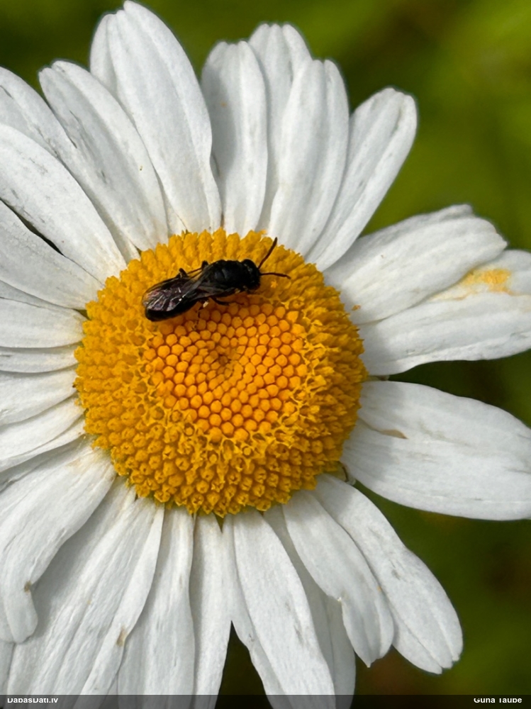 Zīdbite Hylaeus sp.