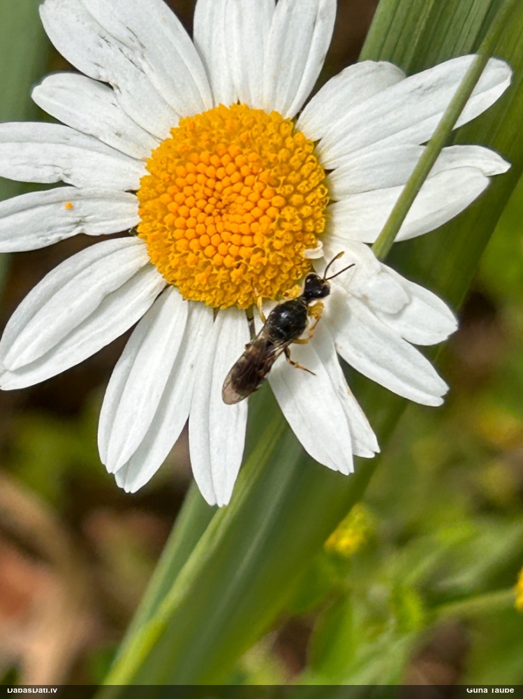 Racējlapsene Lestica clypeata