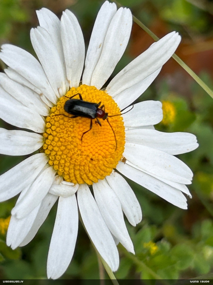 Koksngrauzis Dinoptera collaris