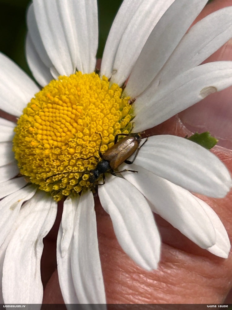 Koksngrauzis Stictoleptura maculicornis
