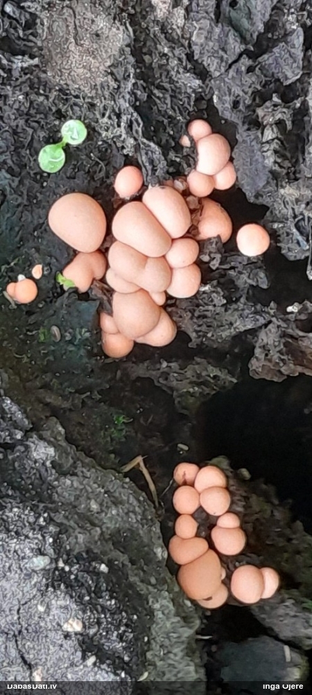 Vilkpienaine (nenoteikta)