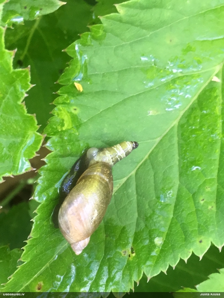 Gliemežu trematode