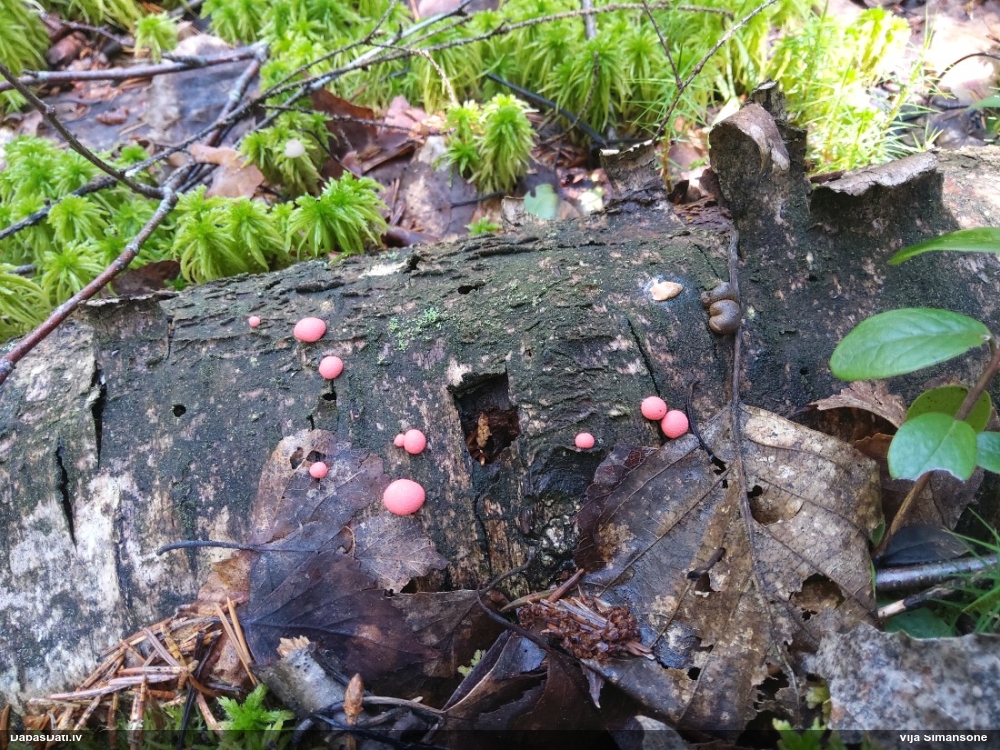 Vilkpienaine (nenoteikta)