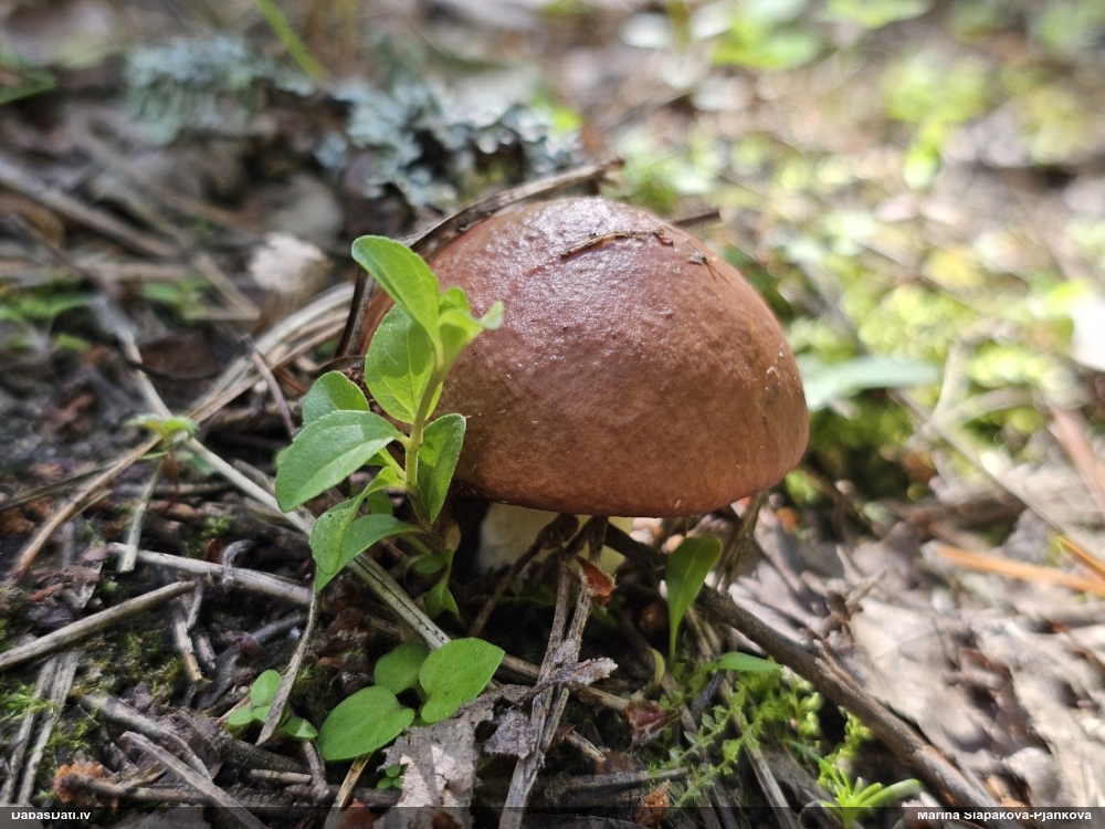 Graudainā sviestbeka