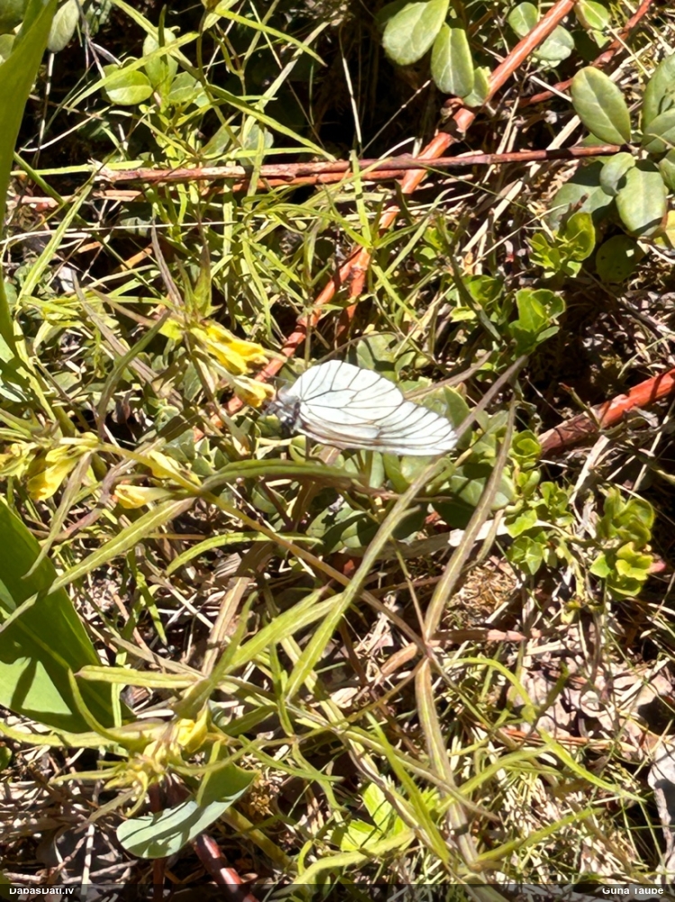 Lapkoku baltenis