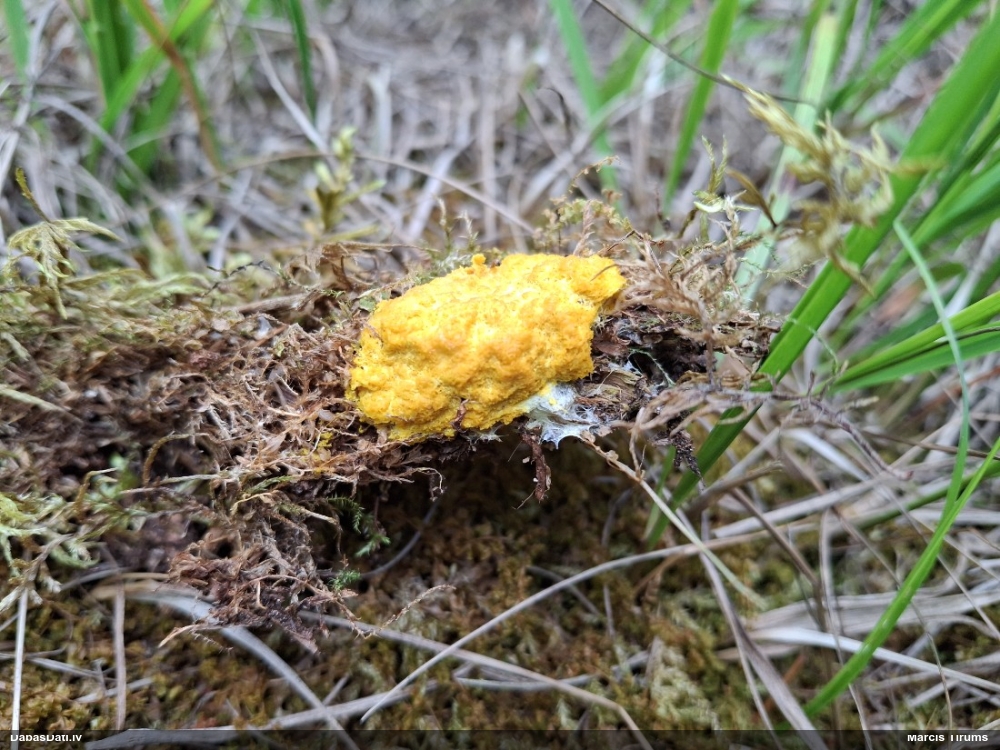 Parastais ragansviests