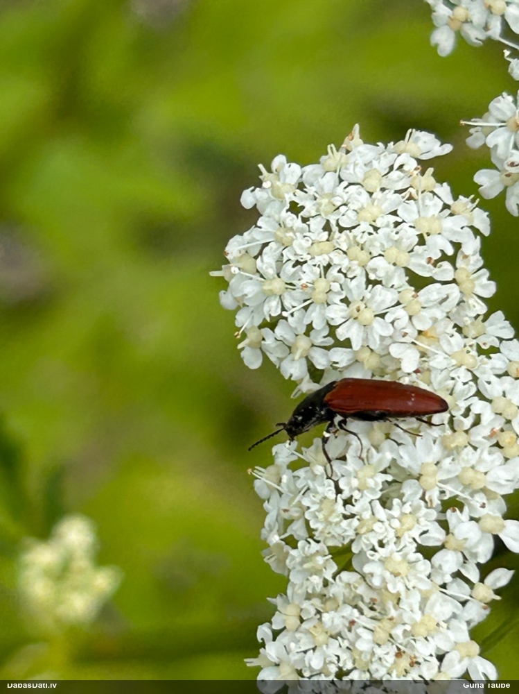 Sprakšķis Ampedus sp.