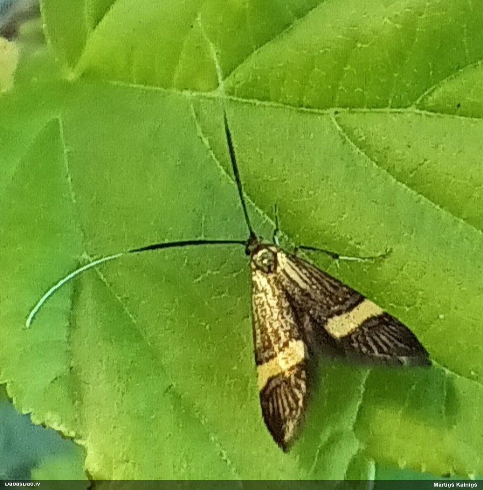 Zaigkode Nemophora degeerella