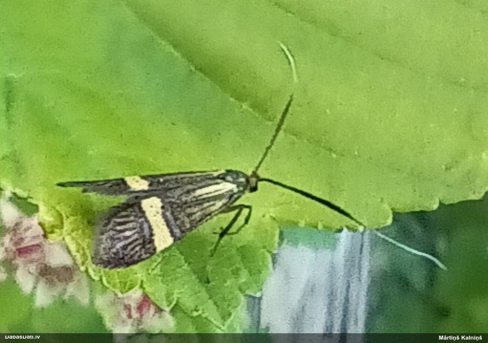 Zaigkode Nemophora degeerella