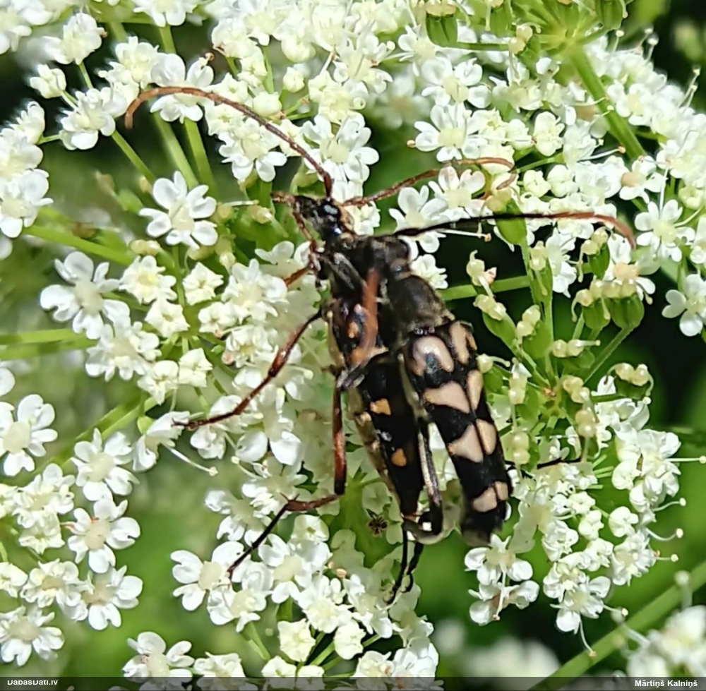 Koksngrauzis Leptura annularis