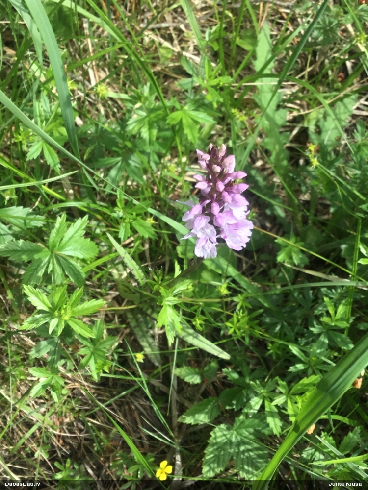 Purva dzegužpirkstīte