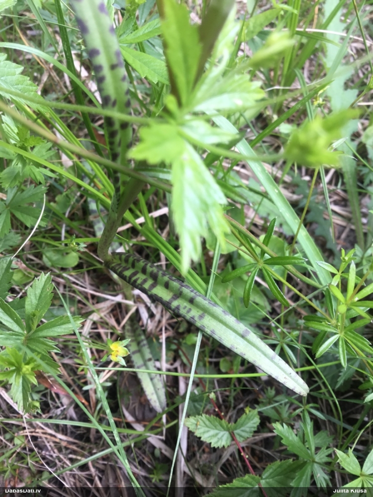 Purva dzegužpirkstīte