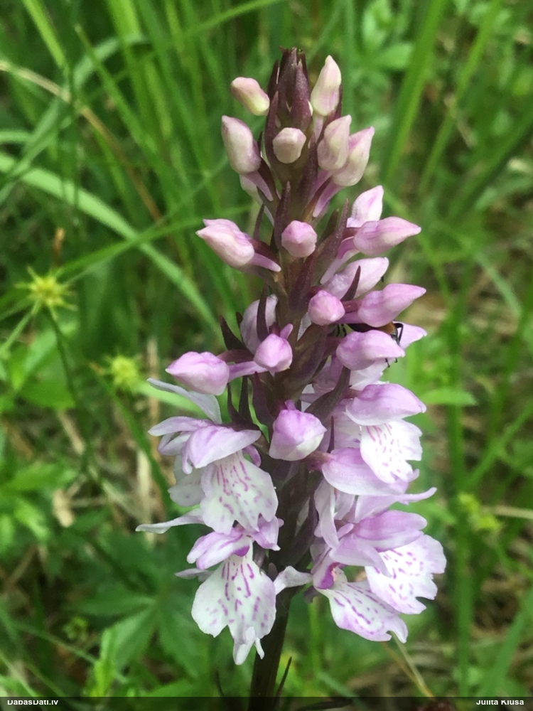 Purva dzegužpirkstīte