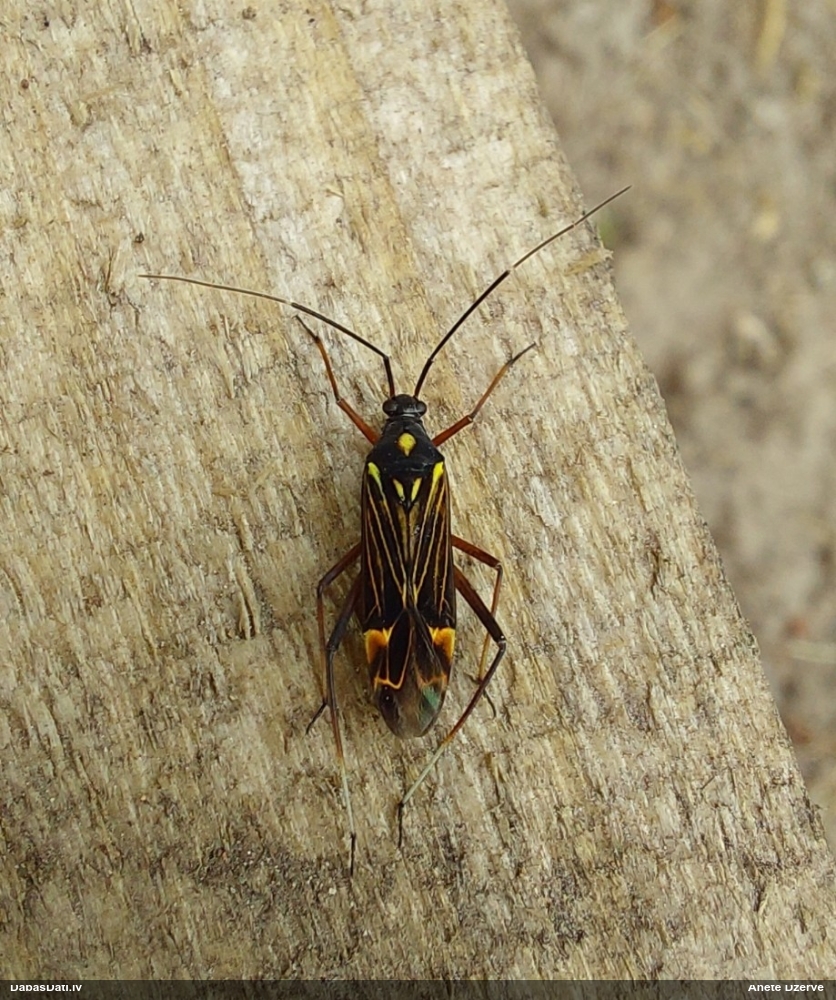 Mīkstblakts Miris striatus