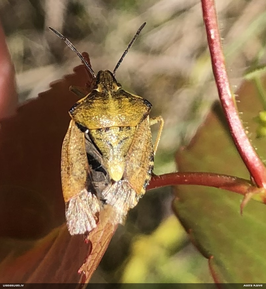 Vairogblakts Carpocoris purpureipennis