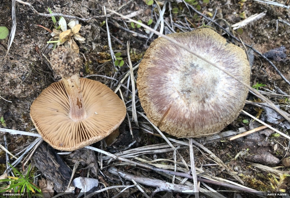Šķiedrgalvīte (nenoteikta)